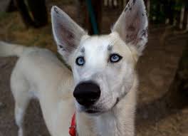 Black And White Greyhound Mix Husky Greyhound Mix My Future Dog 3 Dog People Husky Mix Husky