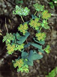Image result for Bupleurum rotundifolium