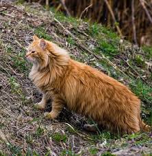 It prevents feral populations getting bigger. What S A Feral Cat Facts And Misconceptions The Barn Cat Lady