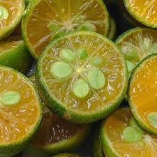 Wash them by placing them in a strainer and running tepid water over them for approximately one to two germination of kaffir lime tree seeds can begin in as little as seven days, but can take up to two weeks. Lime Tree Seeds Germinate Lime Seeds Growing A Lime Tree