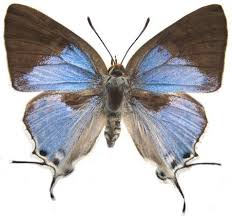 Image result for Phragmanthera eminii