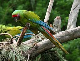 We did not find results for: Northern Red Shouldered Macaw Life Expectancy