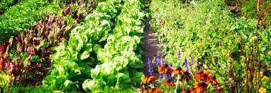 Deshalb können wir das große sortiment von nutzpflanzen als sehr schnellen pflanzenversand anbieten. Garten Shop Fur Gartenfreuden