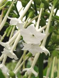 It can be planted in pots for indoor display to avoid frosting from freezing cold weather. Sweet Scents Of Nicotiana Fragrant Flowers Scent Garden Beautiful Flowers