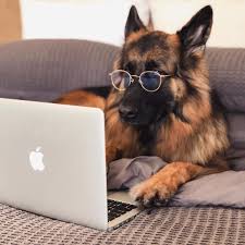 Working From Home German Shepherd Dogs German Shepherd Puppies Training Shepherd Dog