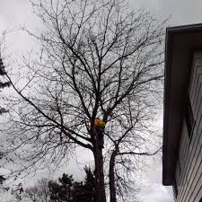 Toronto tree experts is a 4 generation family owned tree service based in toronto servicing all cities within the gta specializing in tree pruning choose toronto tree experts, with over 15 years of arboriculture experience you can guarantee that your request will be completed efficiently and. Atlantic Tree Service Closed 16 Photos Tree Services Toronto On Phone Number
