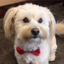 Mardones & Me Primitives