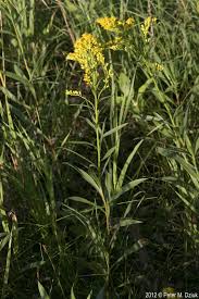 Image result for Solidago juncea