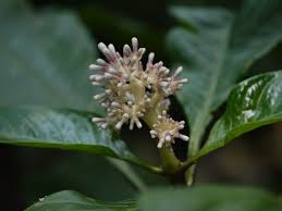Image result for Chassalia parvifolia