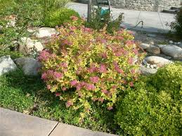 Image result for Spiraea bumalda