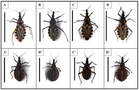 Image result for Triainolepis