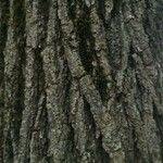 Image result for Vitex zeyheri