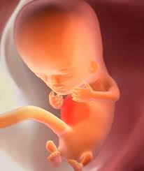 Week 10 Pregnancy Timeline Fetal Development Week By Week With Pictures