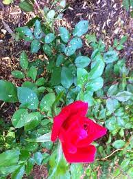 White Spots On My Rose Bush Leaves Rose Bush Roses Garden Care Rose Bush Care