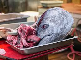 Bluefin, conhecido como rei dos atuns, é o peixe mais caro do mundo | O  TEMPO