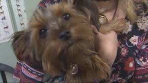 Teacup yorkie puppies for sale. Return Of The Jedi Missing Puppy Inside Stolen Car Found Kgw Com