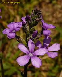 Image result for Buchnera