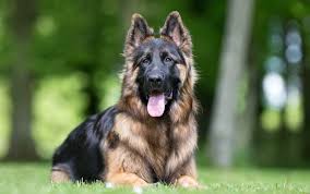 Silver shiloh shepherd puppies for sale. King Shepherd Breed Info Is This The Best Shepherd For You Perfect Dog Breeds
