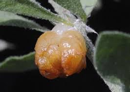 Image result for Pollichia