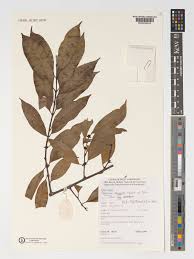 Image result for Salacia leptoclada