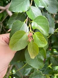 Image result for Cordia mukuensis
