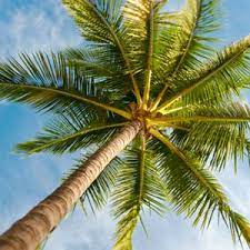 From slow growing pony tail palm trees to fast growing mexican fan palm trees, desert horizon nursery has the perfect specimen palm tree for your landscape. Arizona Landscape Palm Trees Palm Tree Maintenance Care