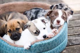 Check spelling or type a new query. How To Start A Pet Business
