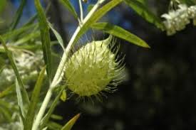 Image result for Gomphocarpus fruticosus