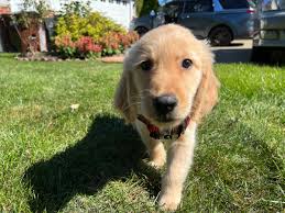 2022 Kia Carnival long-term update: Picking up precious cargo