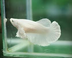 There are so many variations that betta fish. Betta Fish Colors The Fish Doctor