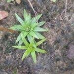 Image result for Eriocaulon truncatum