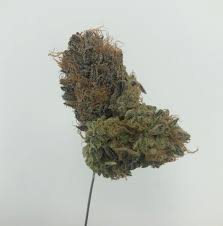 Genetic research and development hsc's purple mountain majesty is a trainwreck phenotype which was unlocked when we crossed trainwreck with the original blueberry muffin. Purple Mountain Majesty Leafly