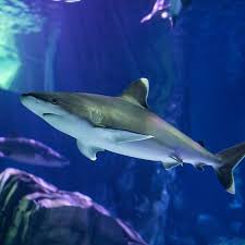 Image result for Shark