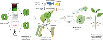 Palisade cells are found in the top layer of leaves, and they house the chloroplasts. Utilizing Systems Biology To Unravel Stomatal Function And The Hierarchies Underpinning Its Control Medeiros 2015 Plant Cell Amp Environment Wiley Online Library