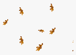 Free Falling Leaves Overlay Hd Png Download Transparent Png Image Pngitem Pikbest has 1055 leaves falling design images templates for free. free falling leaves overlay hd png