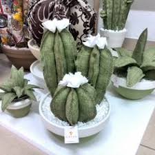 Le piante grasse sono dei vegetali che hanno bisogno di poca cura, ma alcune accorgimenti sono fondamentali affinché siano sempre belle e in salute. 900 Idee Su Piante Grasse Piante Grasse Piante Cactus