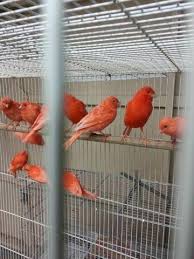 We did not find results for: Red Factor Canary Pets And Animals For Sale California