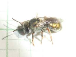 Image result for Lipotriche