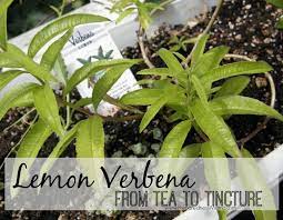 Lemon verbena is a flowering plant. Guru Pintar Images Of Lemon Verbena Alousia Trifolia Lemon Beebrush Or Lemon Verbena Lippia Citriodora Or Aloysia Stock Photo Alamy Click Here For Photos Of Aloysia Triphylla