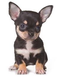 New puppy is 100% guaranteed healthy puppy with a nose to tail health exam. Chihuahua Puppies For Sale Buy Your Chihuahua Puppy Online