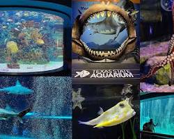 Image of Pacific Exhibit at the Texas State Aquarium