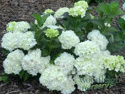 Check spelling or type a new query. Hydrangea Macrophylla Madame Emile Mouillere Woodleigh Nursery
