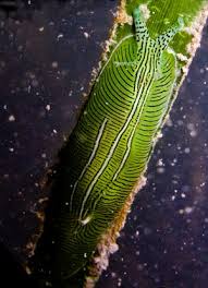 Image result for Phyllorachis