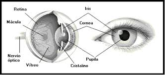 Resultado de imagen para iris anatomia