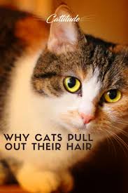 Feline hair loss from cat food allergy dermatitis source: Pin On Golf Is