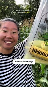 Poimimassa meksikolaista maissia Pikkalan maissipeltojen herkkumaissit