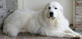 The search tool above returns a list of breeders located nearest to. White Australian Shepherd Great Pyrenees Mix Petfinder