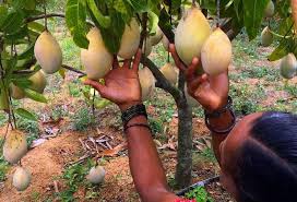 My mango tree grown from seed had produced fruits in 21 months, mango tree time lapse. Modern Day Mango Plantations Short And Sweet Businesstoday