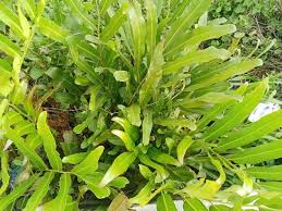 Image result for Acrostichum aureum