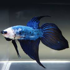 The siamese fighting fish (betta splendens), also known as the betta, is a freshwater fish native to thailand (formerly siam) and present in neighboring cambodia, laos, malaysia, indonesia. Live Betta Fish Male White Blue Marble Dragon Veiltail Betta Fish Betta Fish Pet